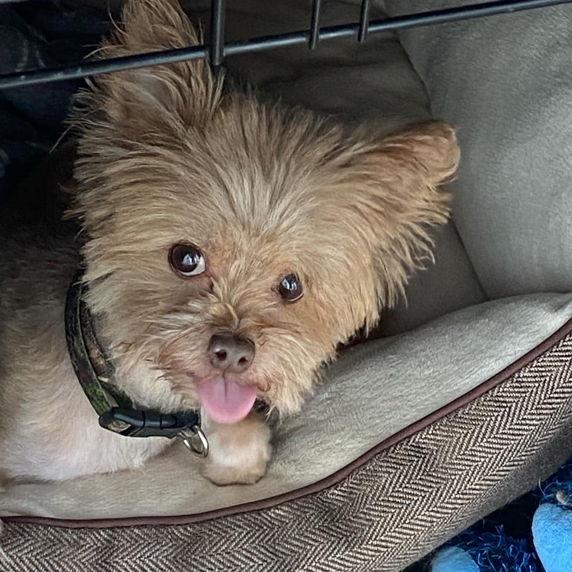 Bear, an adoptable Yorkshire Terrier in Rochester, NY, 14620 | Photo Image 3