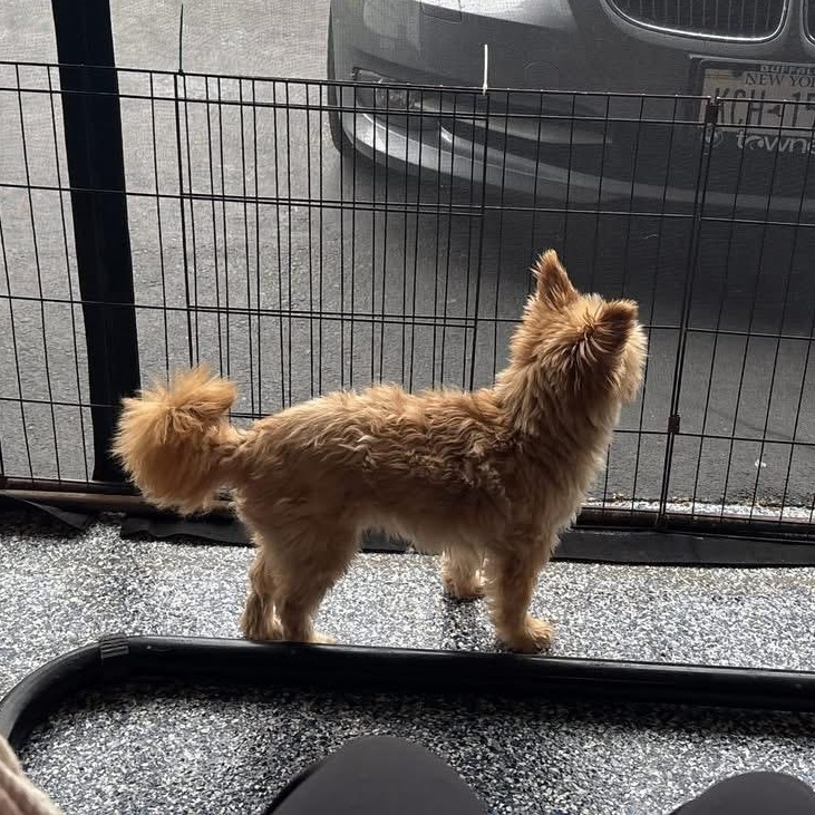 Bear, an adoptable Yorkshire Terrier in Rochester, NY, 14620 | Photo Image 6