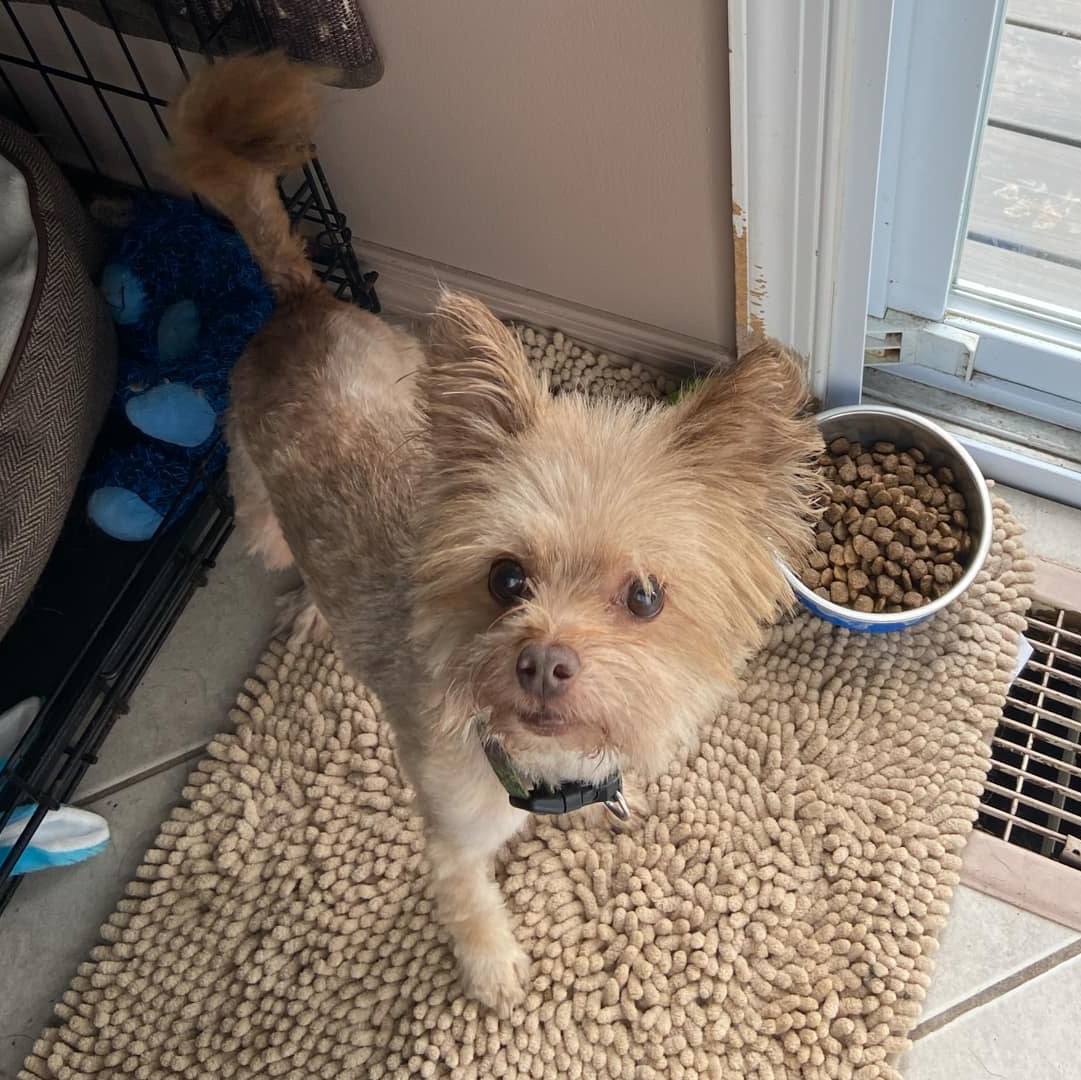 Bear, an adoptable Yorkshire Terrier in Rochester, NY, 14620 | Photo Image 2