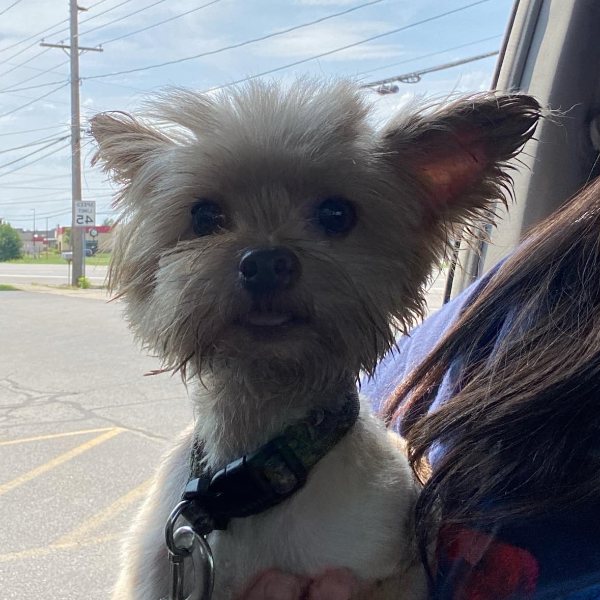 Bear, an adoptable Yorkshire Terrier in Rochester, NY, 14620 | Photo Image 5
