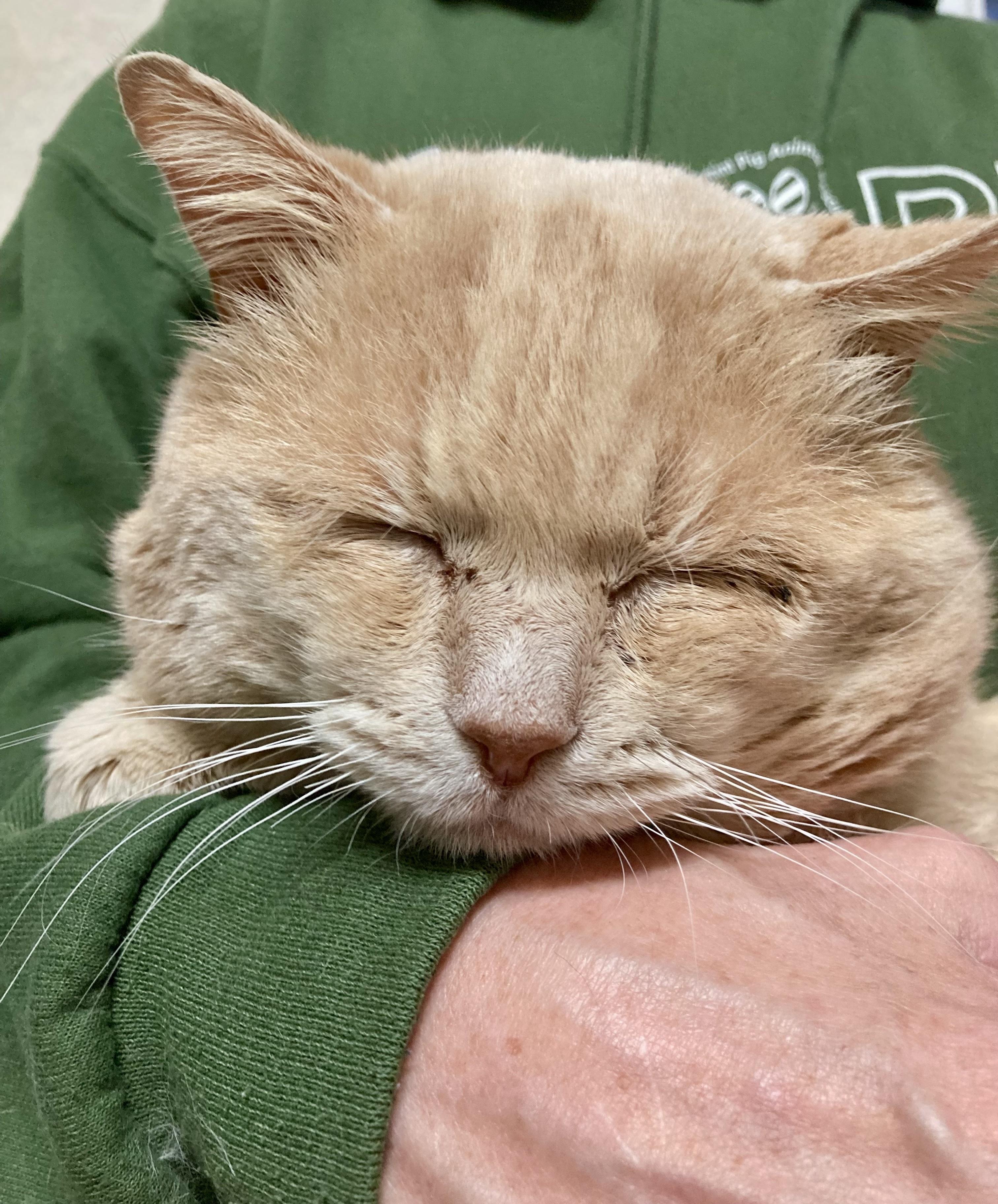 Buster - ADOPTION PENDING!, adopted, Adult Male Domestic Short Hair.