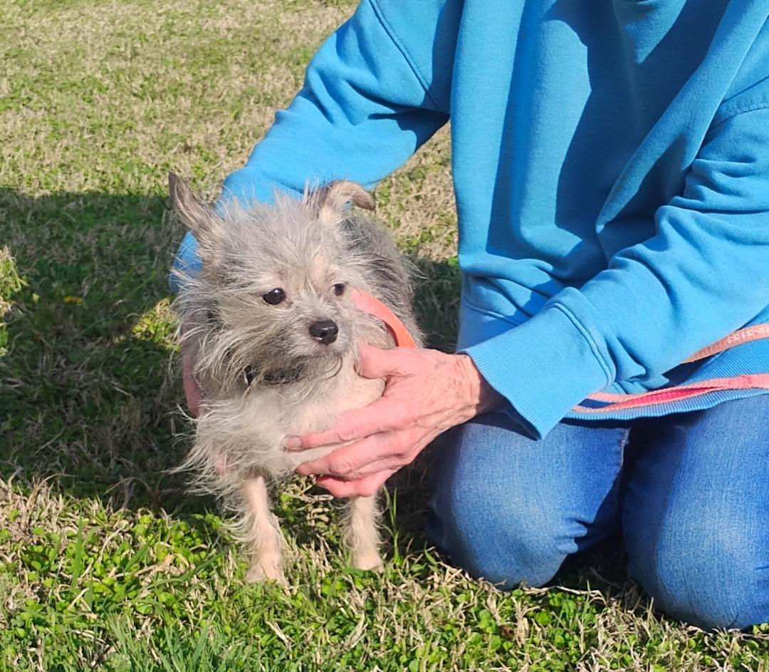 Polly, adoptable, Adult Female Terrier.
