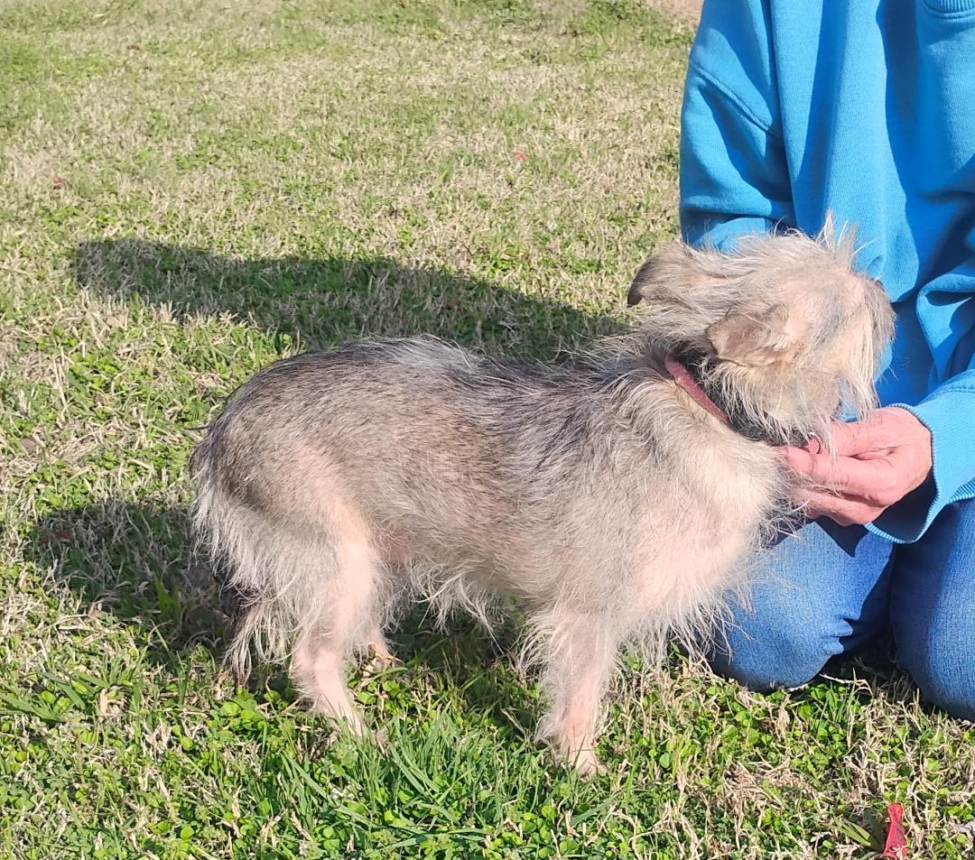 Enlarge Polly, an adoptable Terrier in Sulphur, OK image 2/4