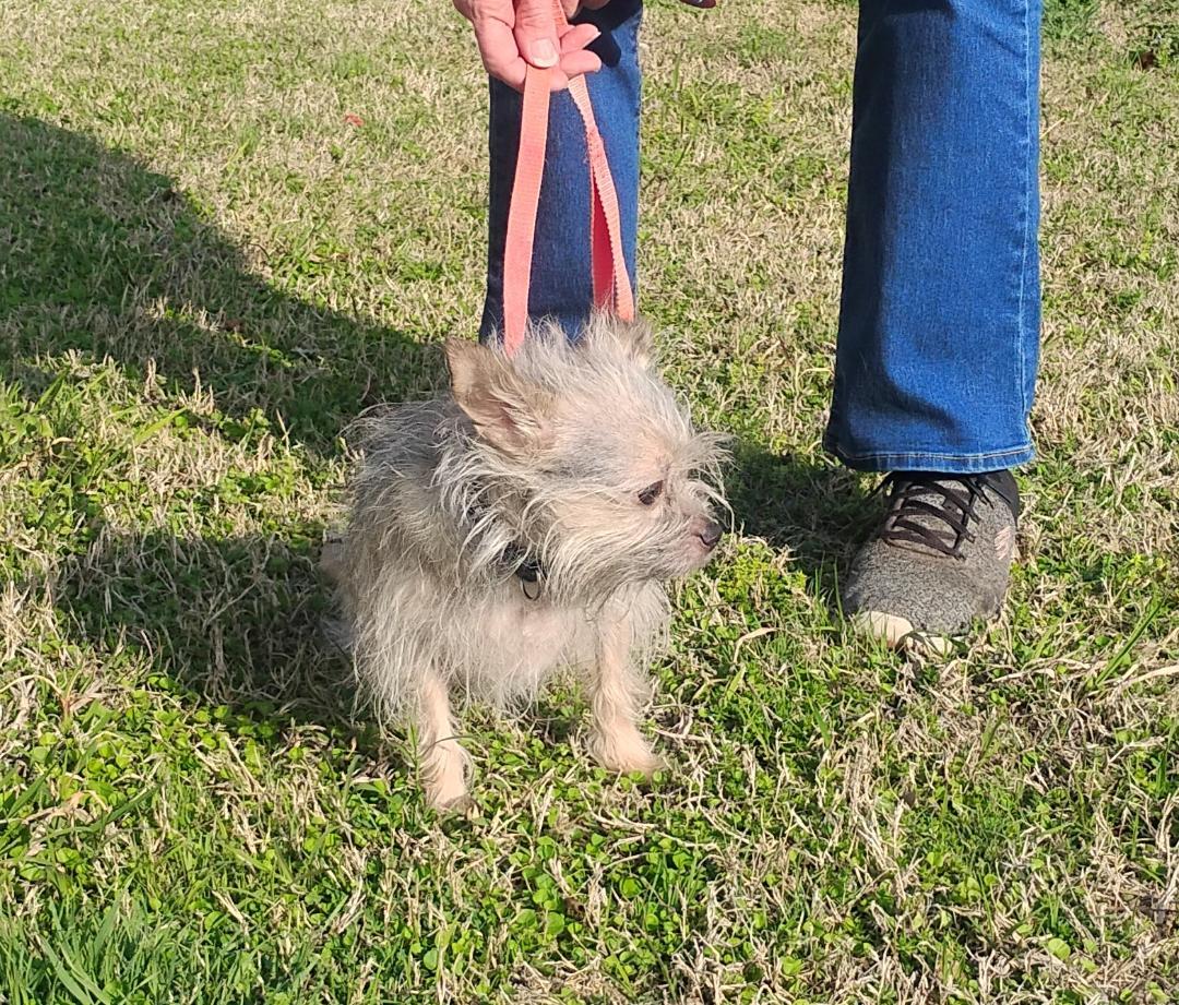 Enlarge Polly, an adoptable Terrier in Sulphur, OK image 4/4