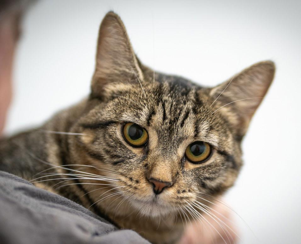 Enlarge Daisy, a Adoptable mixed breed in West Palm Beach, FL image 1/3