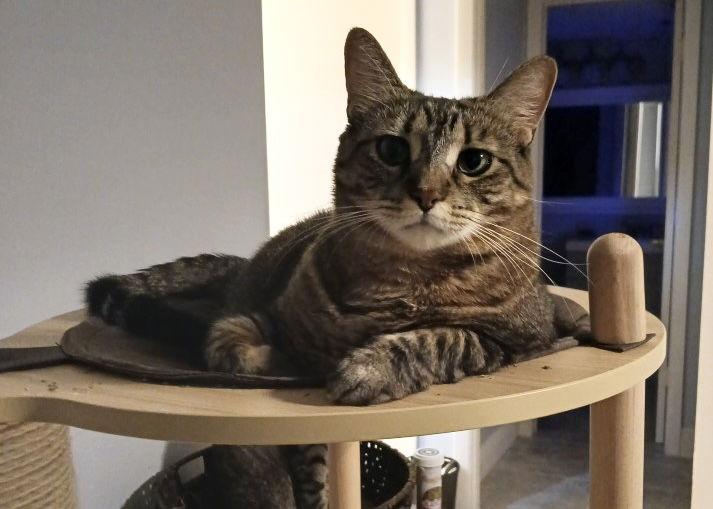 Enlarge Daisy, a Adoptable mixed breed in West Palm Beach, FL image 3/3