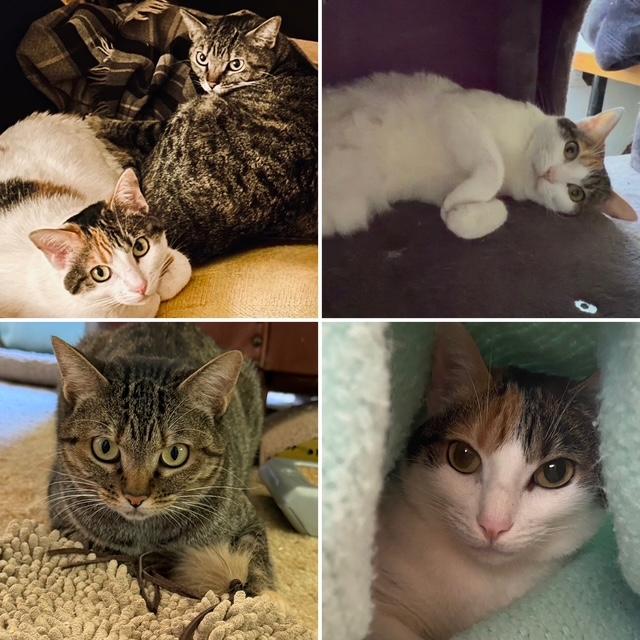 Poppi and Mischa, Adoptable, Adult Female Domestic Short Hair.