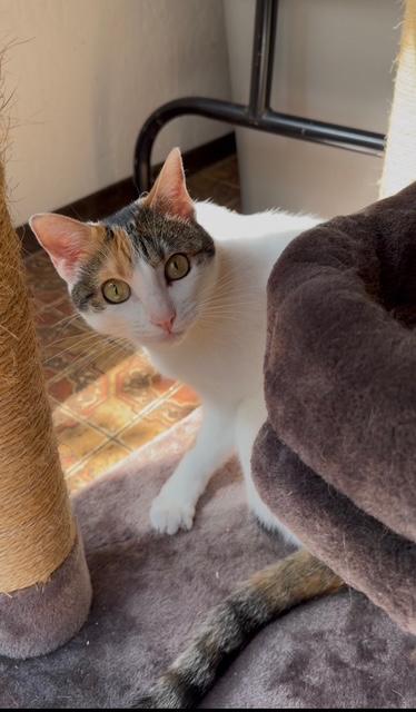 Enlarge Poppi and Mischa, a Adoptable Domestic Short Hair in Novato, CA image 3/4