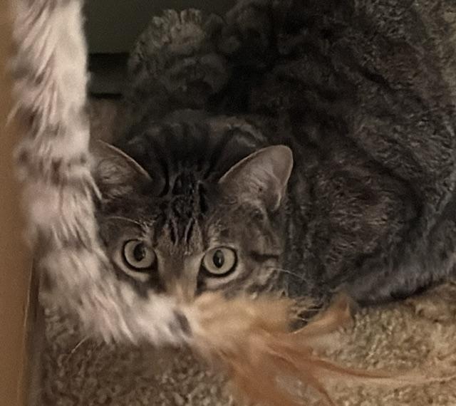 Enlarge Poppi and Mischa, a Adoptable Domestic Short Hair in Novato, CA image 4/4