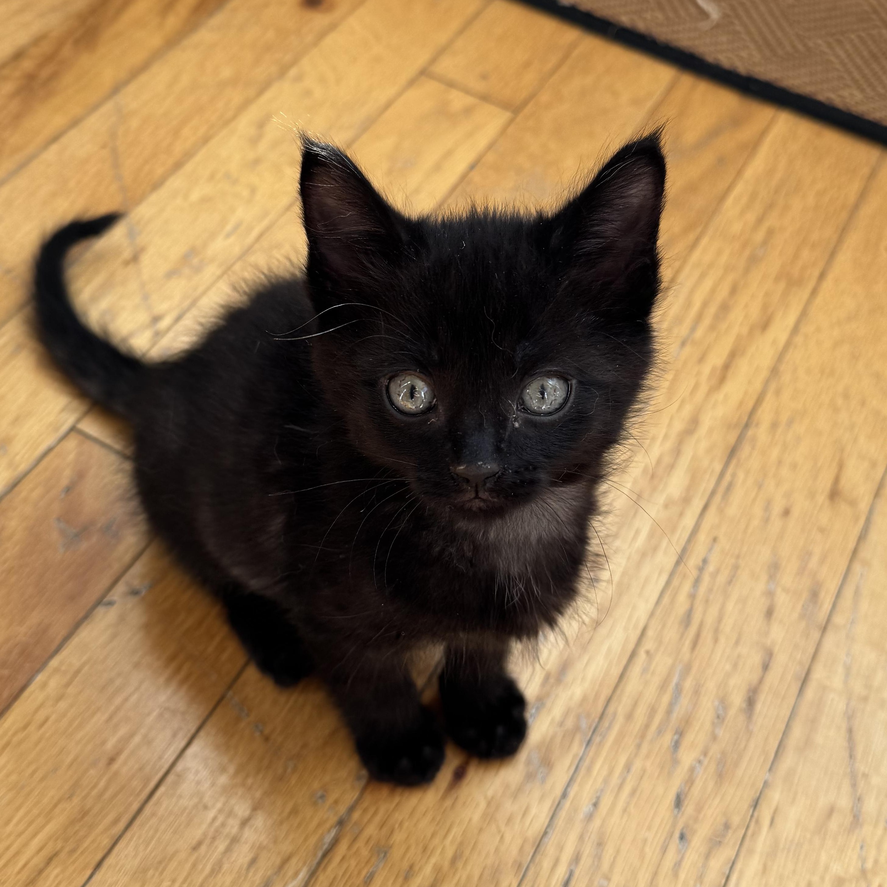 Enlarge And more babies!, a Adopted Tuxedo in New Hudson, MI image 2/5