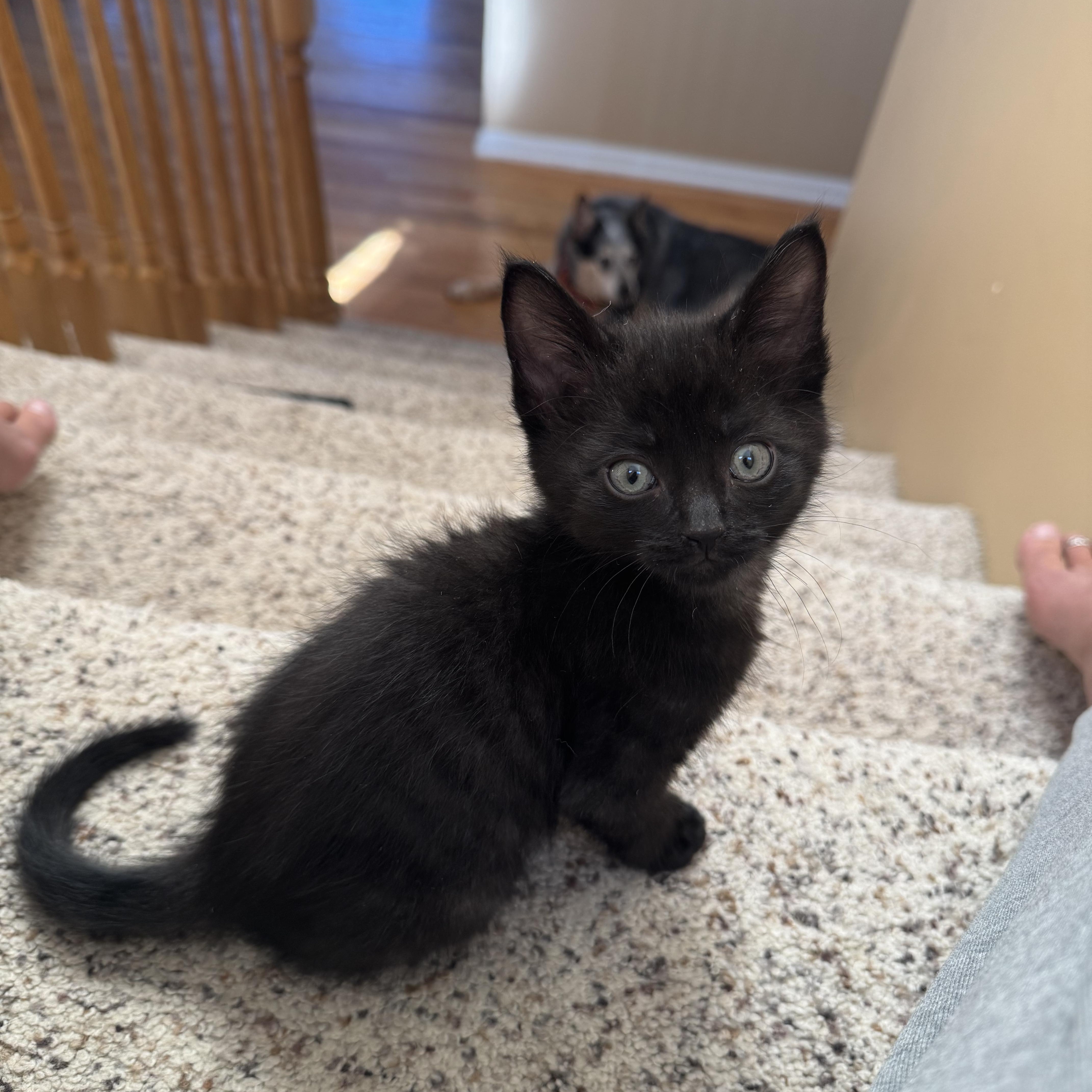 Enlarge And more babies!, a Adopted Tuxedo in New Hudson, MI image 4/5