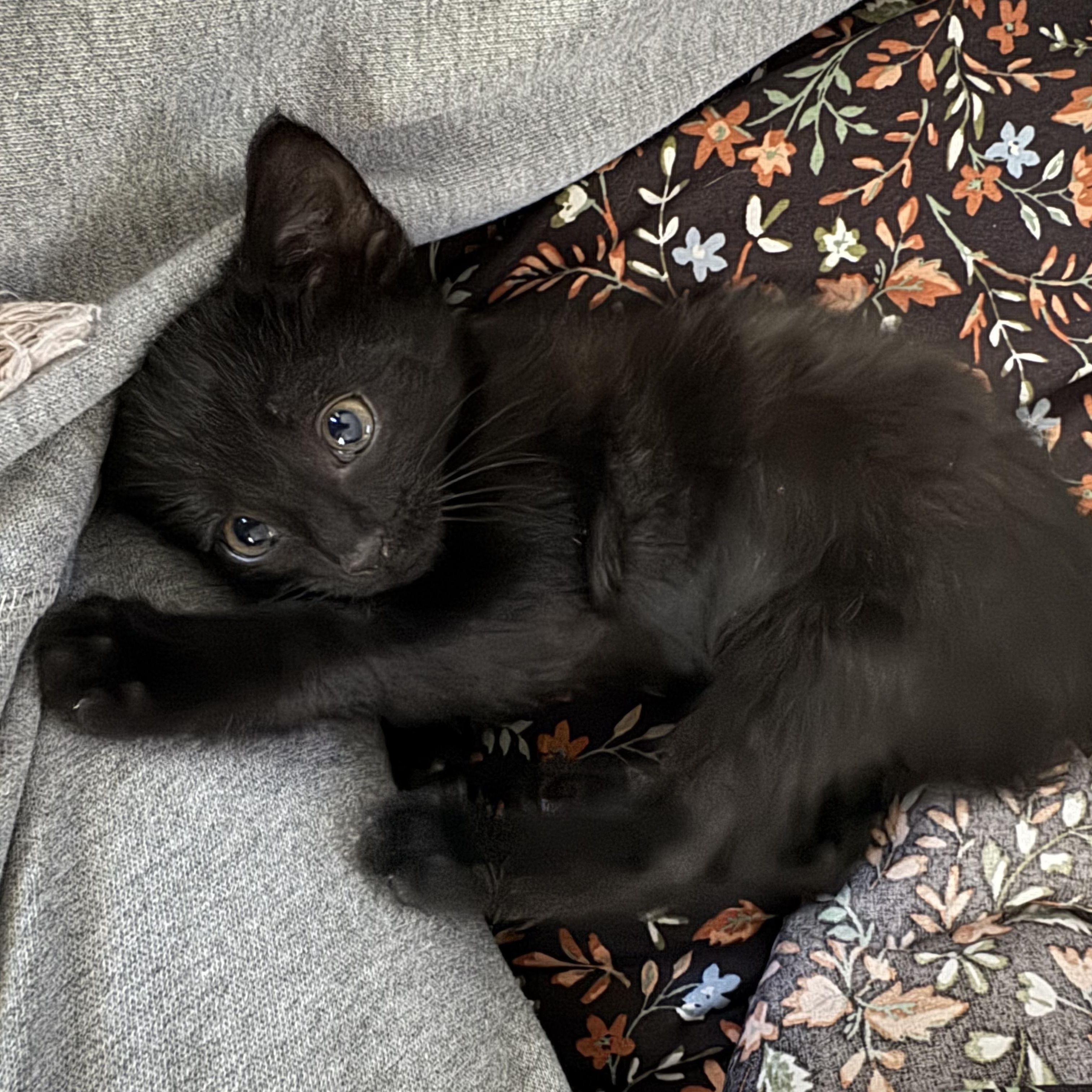 Enlarge And more babies!, a Adopted Tuxedo in New Hudson, MI image 3/5