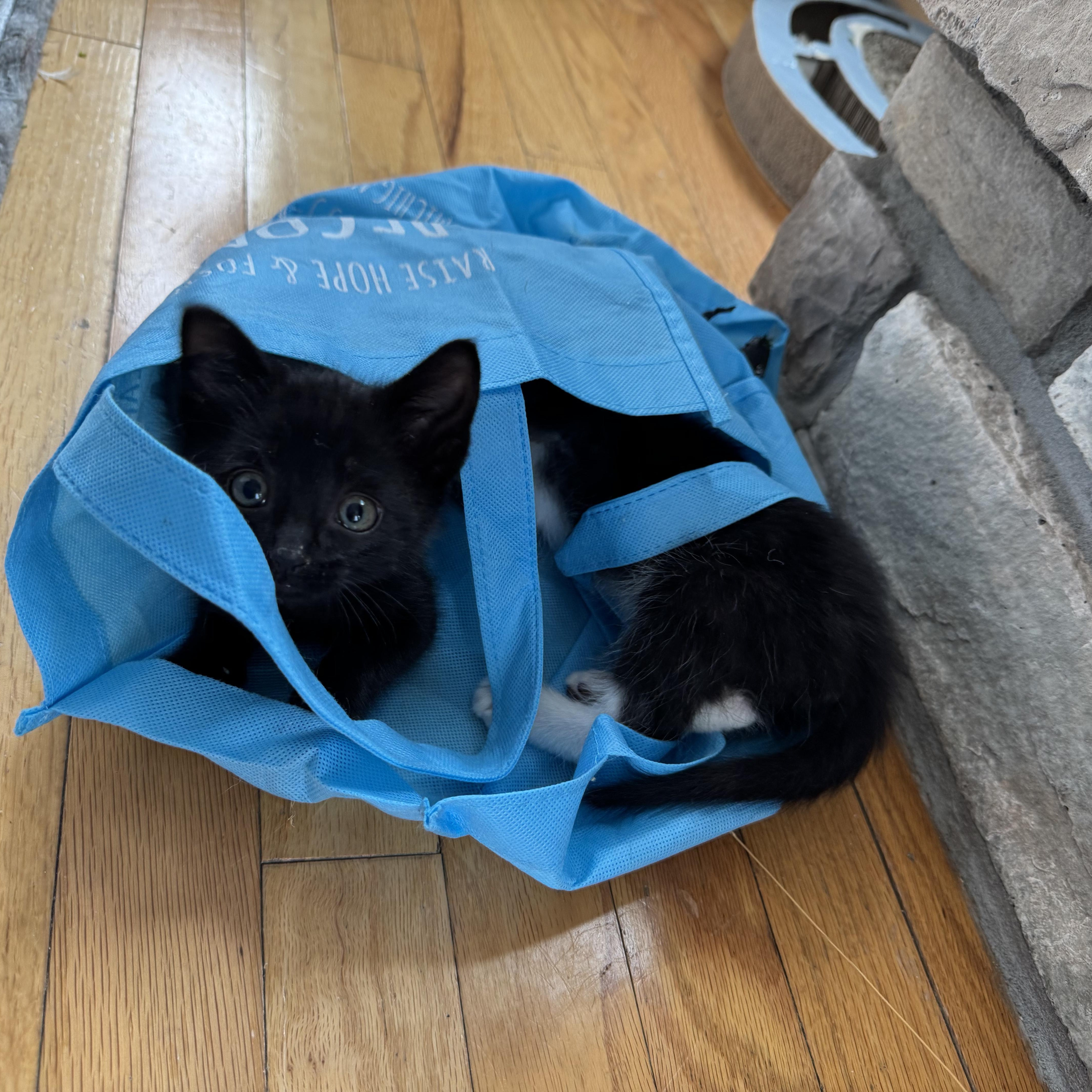 Enlarge And more babies!, a Adopted Tuxedo in New Hudson, MI image 5/5