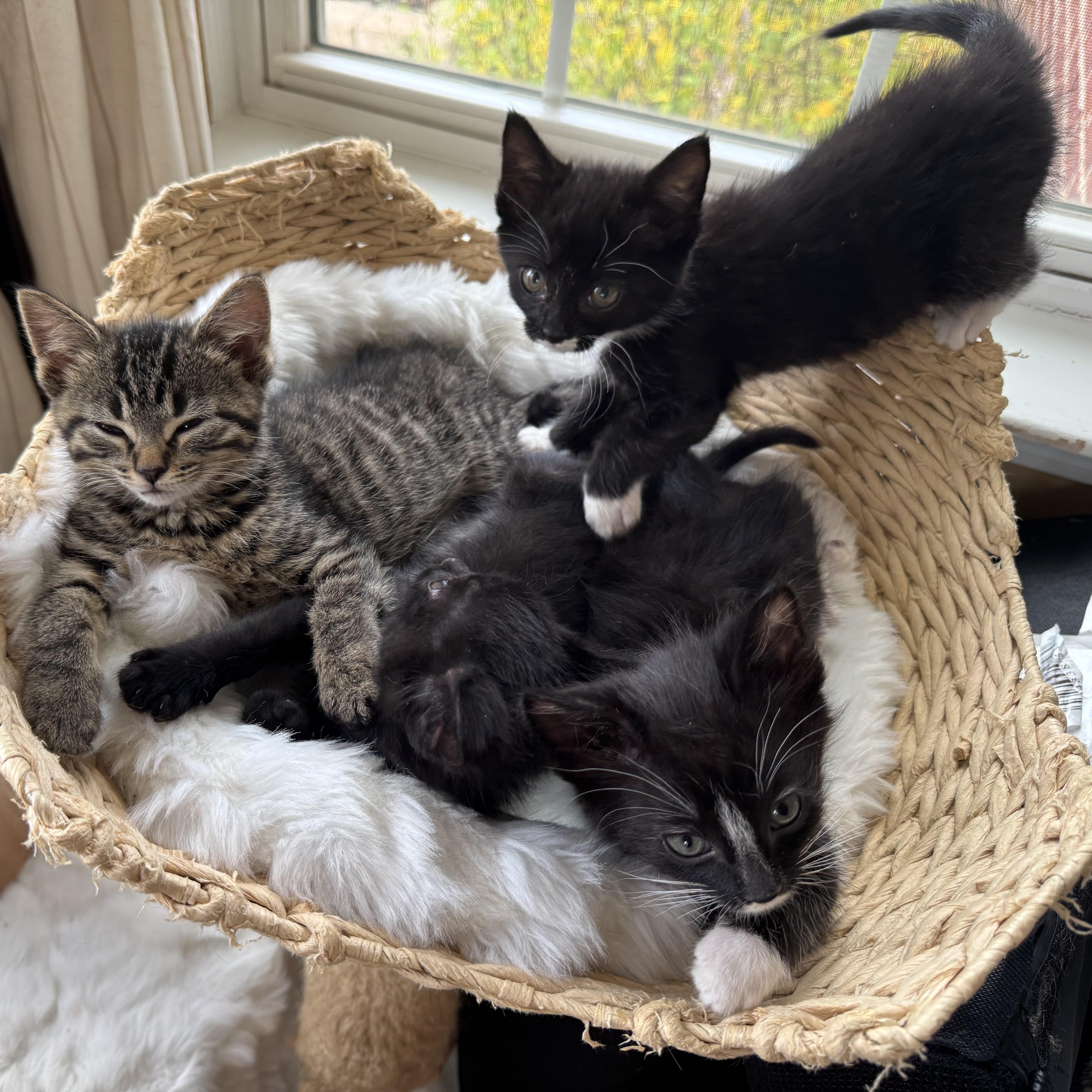 And more babies!, Adopted, Kitten Male Tuxedo.