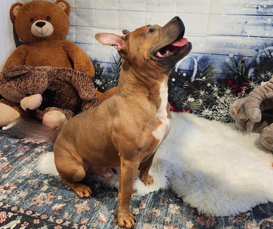 RIOT, Adoptable, Adult Male Pit Bull Terrier.