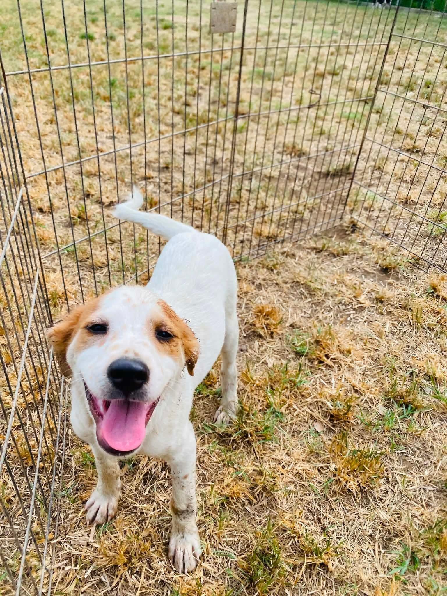 Enlarge Huck, an adopted mixed breed in Milford, NH image 3/4