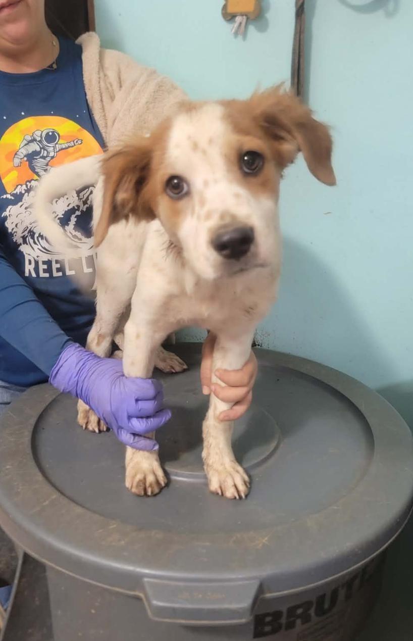 Enlarge Huck, an adopted mixed breed in Milford, NH image 4/4