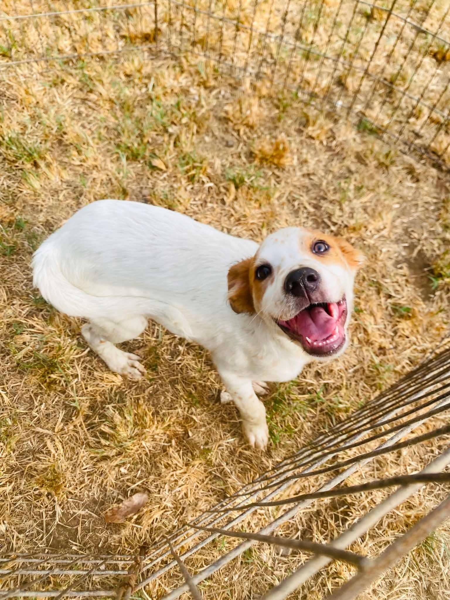 Huck, adopted, Puppy Male Labrador Retriever.