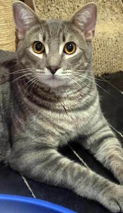 Enlarge Sonoma - Bonded Pair with Brother, Darlington, a Adoptable Domestic Short Hair in San Marcos, CA image 5/6