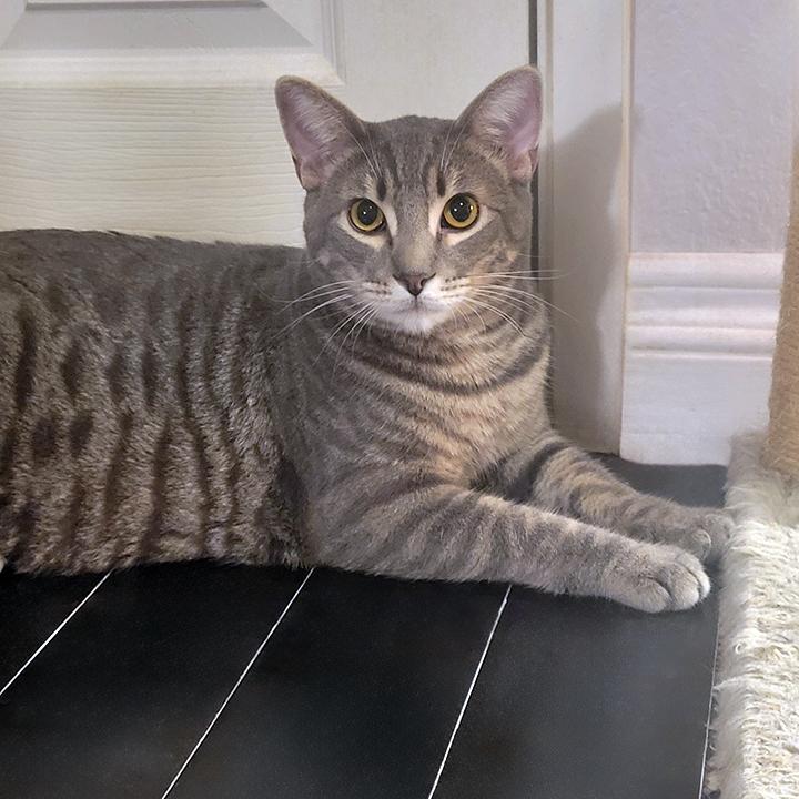 Enlarge Sonoma - Bonded Pair with Brother, Darlington, a Adoptable Domestic Short Hair in San Marcos, CA image 3/6