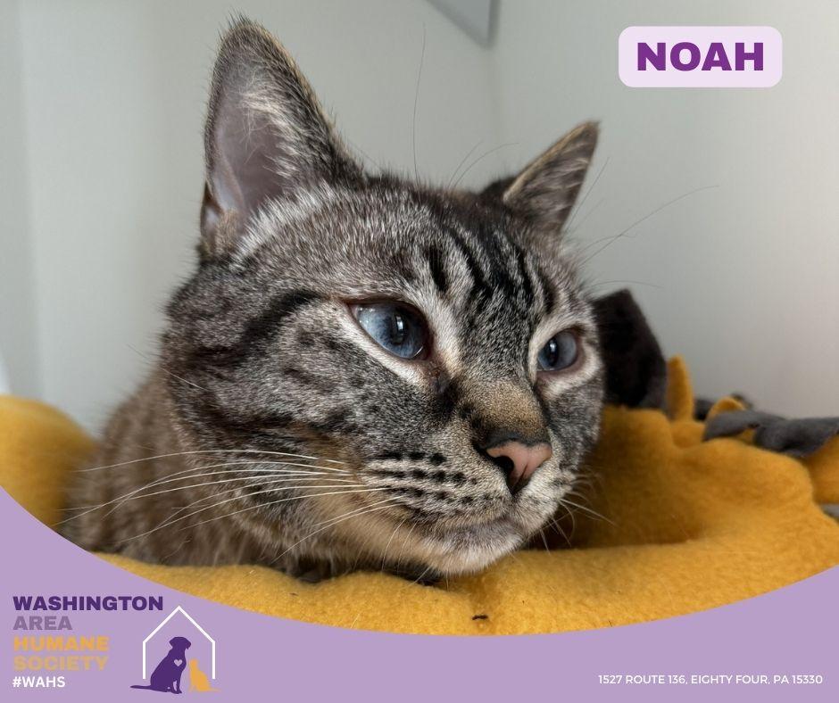 Noah, ADOPTABLE, Adult Male Siamese.