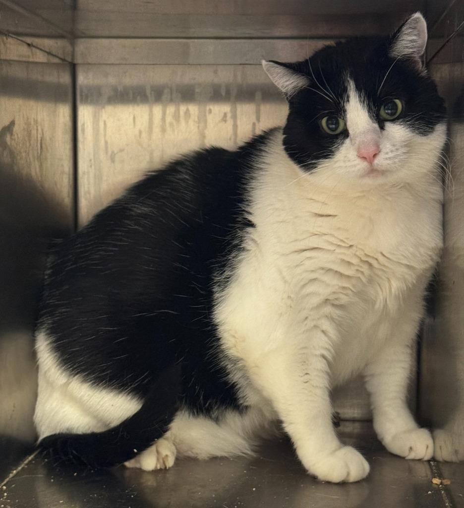 Gidget, Adoptable, Adult Female Domestic Short Hair.