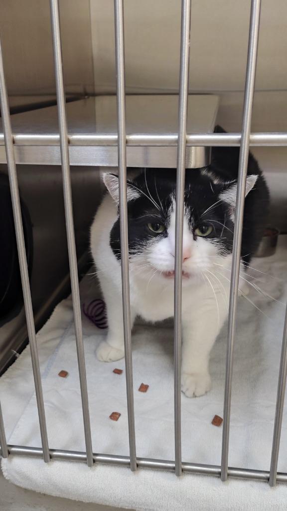 Enlarge Gidget, a Adoptable mixed breed in Great Bend, KS image 2/2