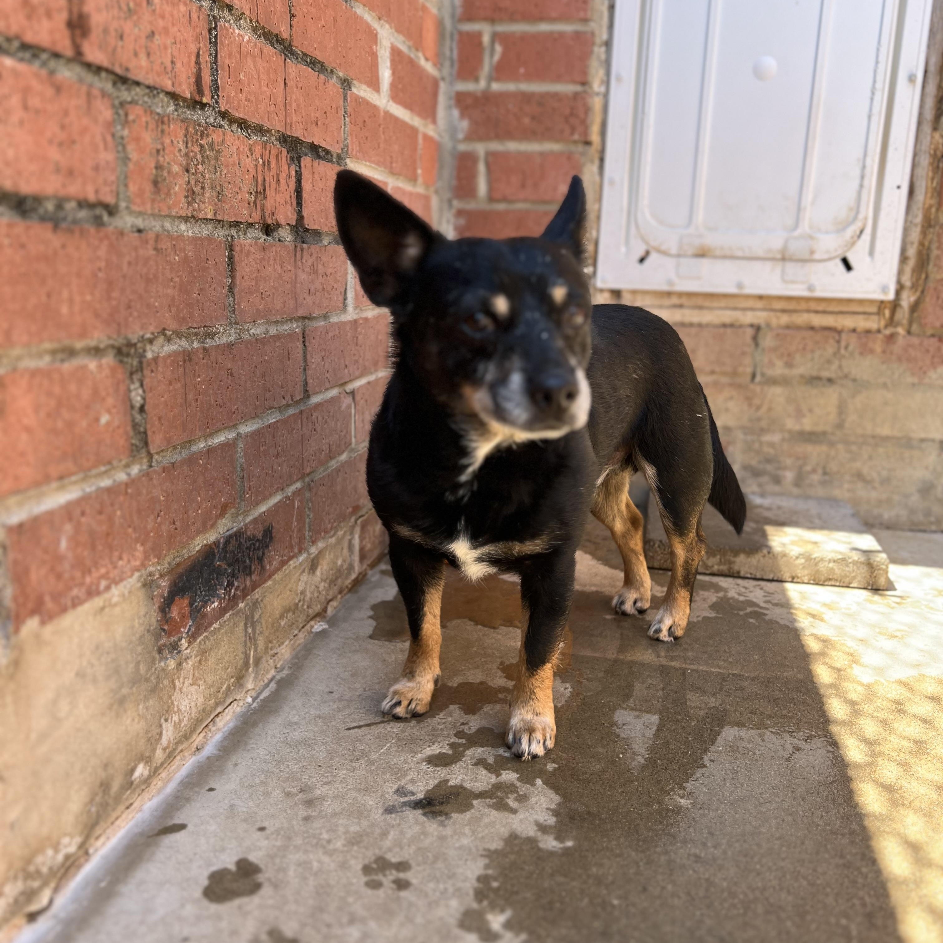 Enlarge FERGIE, a Adoptable mixed breed in Shawnee, OK image 2/4