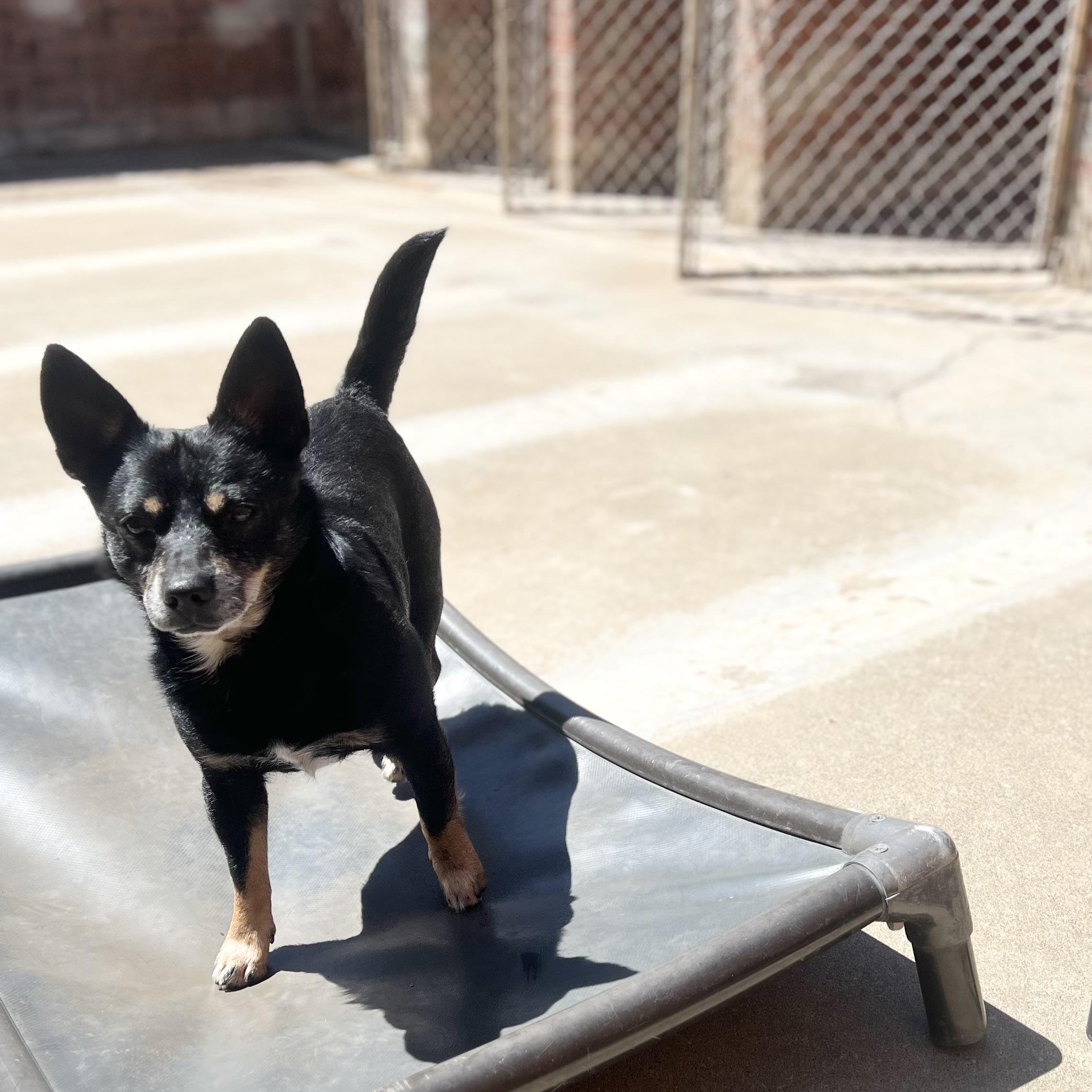 Enlarge FERGIE, a Adoptable mixed breed in Shawnee, OK image 4/4