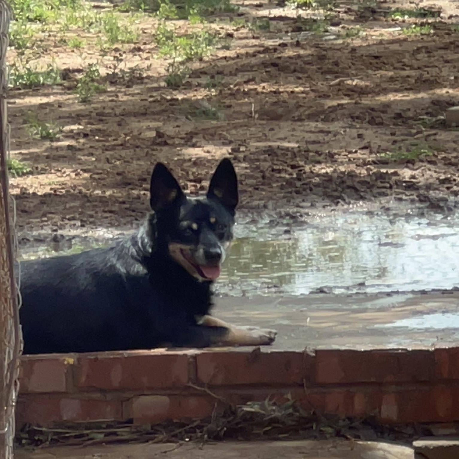 Enlarge FERGIE, a Adoptable mixed breed in Shawnee, OK image 3/4
