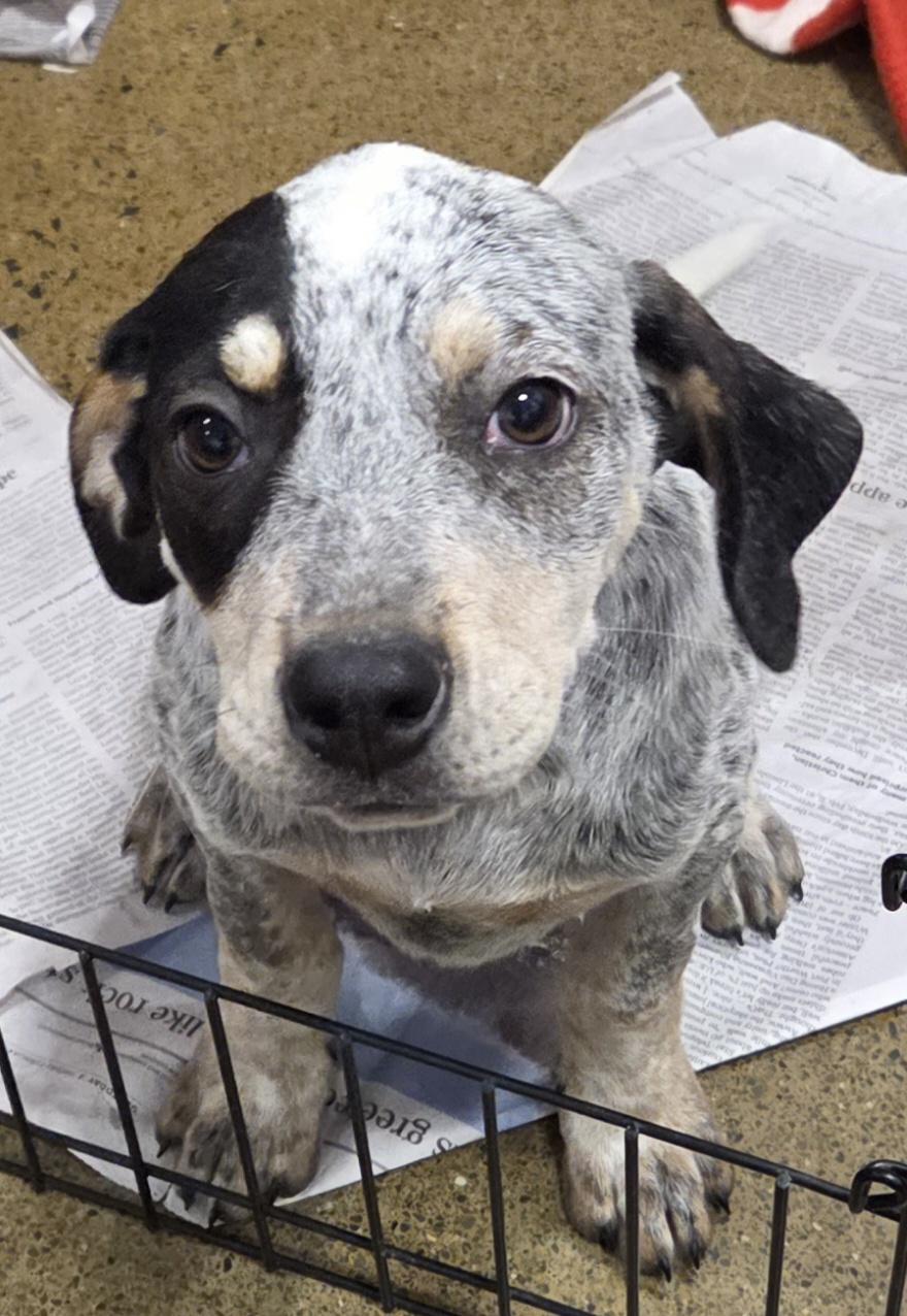 Polly, adopted, Puppy Female Bluetick Coonhound & Hound.