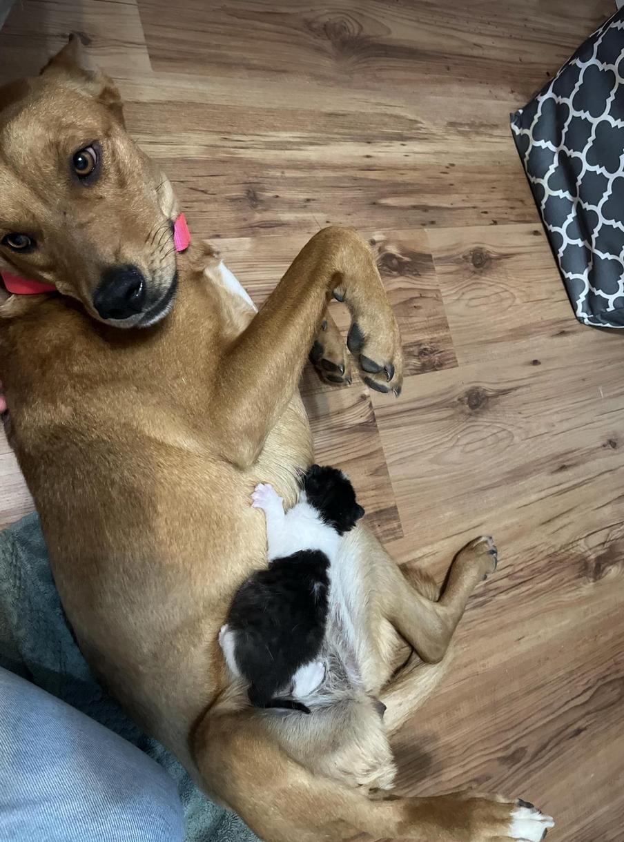 Enlarge Tawny, a Adoptable mixed breed in San Francisco, CA image 1/6