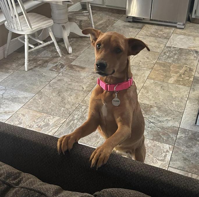 Enlarge Tawny, a Adoptable mixed breed in San Francisco, CA image 4/6