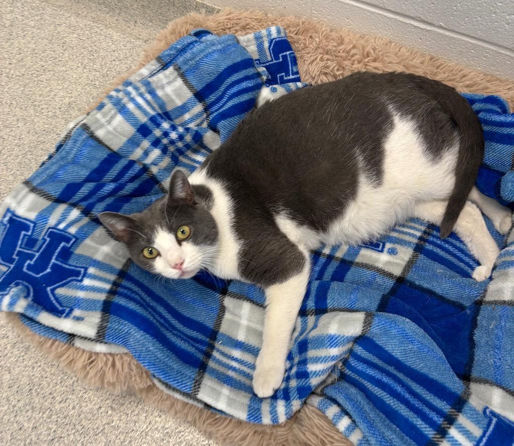 Enlarge Blanton, a Adoptable Domestic Short Hair in Frankfort, KY image 5/5
