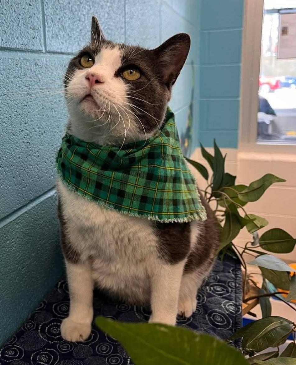 Enlarge Blanton, a Adoptable Domestic Short Hair in Frankfort, KY image 4/4