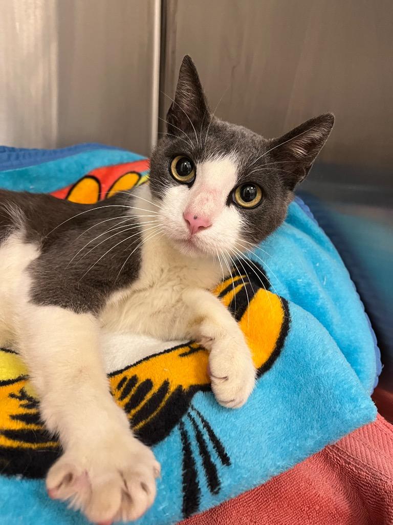 Blanton, a Adoptable Domestic Short Hair in Frankfort, KY image 2/3