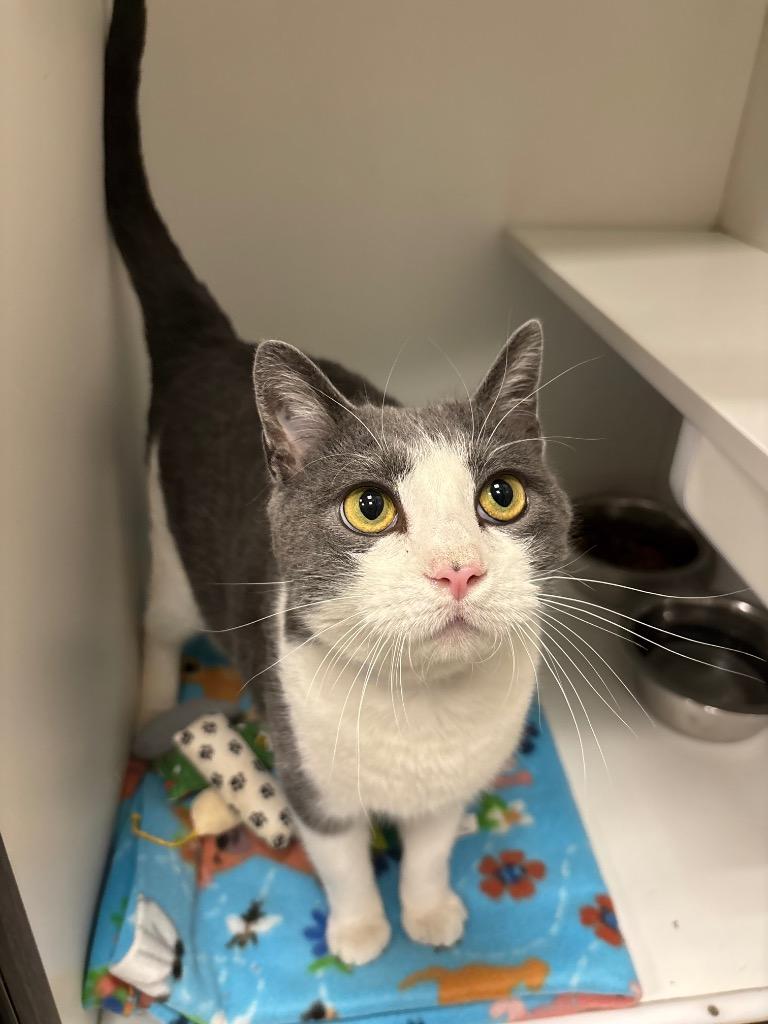 Blanton, a Adoptable Domestic Short Hair in Frankfort, KY image 1/3