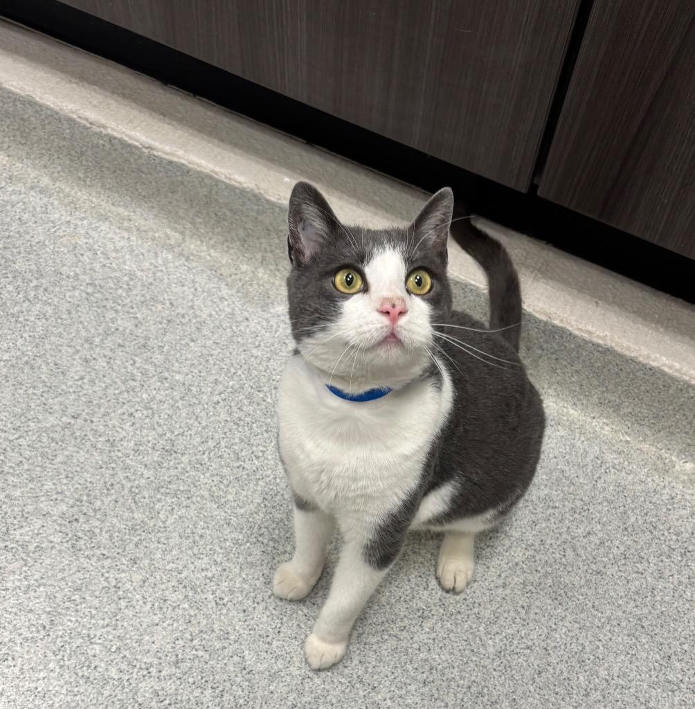 Blanton, Adoptable, Adult Male Domestic Short Hair.