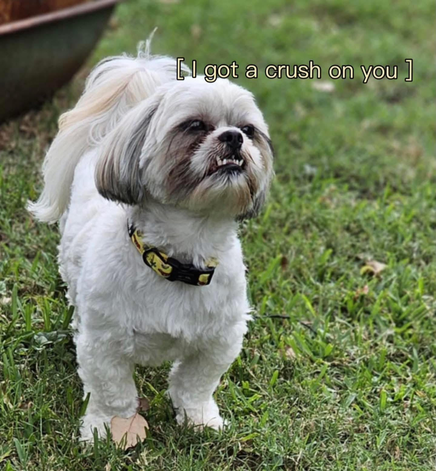 Ozzy, a Adoptable mixed breed in Houston, TX image 1/2