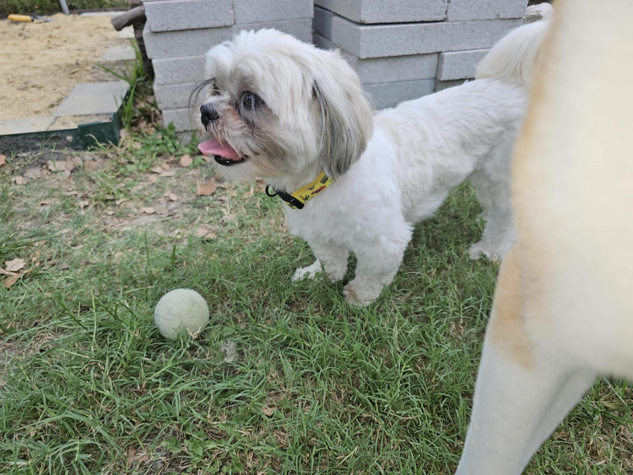 Ozzy, a Adoptable mixed breed in Houston, TX image 2/2