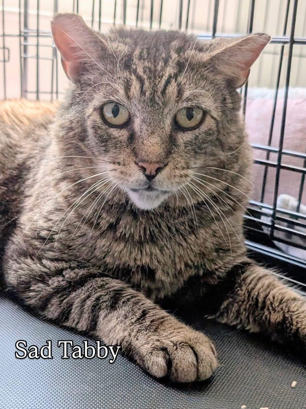 Enlarge Sad Tabby, a Adoptable Domestic Short Hair in Rochester, NY image 2/4