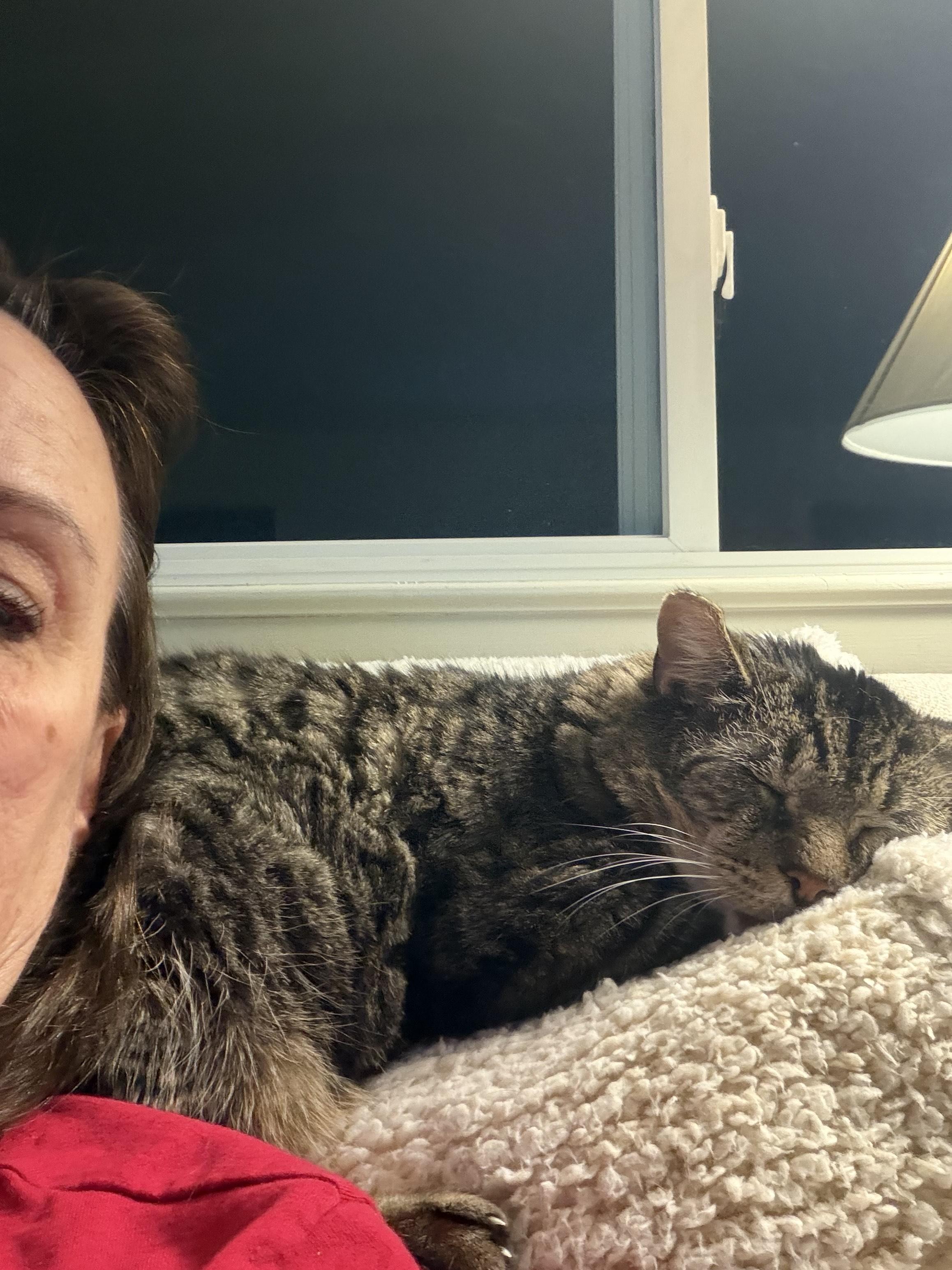 Enlarge Sad Tabby, a Adoptable Domestic Short Hair in Rochester, NY image 1/4