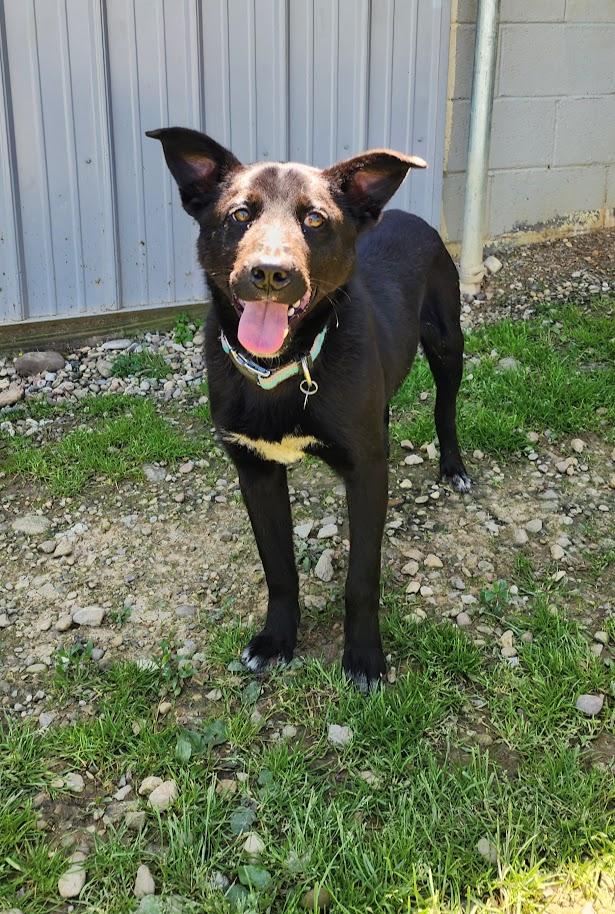 Tonka 113-26, a ADOPTABLE mixed breed in Cambridge, OH image 1/4