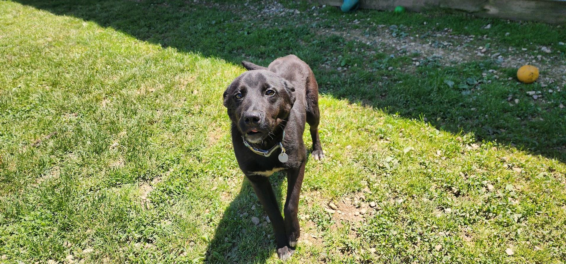 Tonka 113-26, a ADOPTABLE mixed breed in Cambridge, OH image 3/4