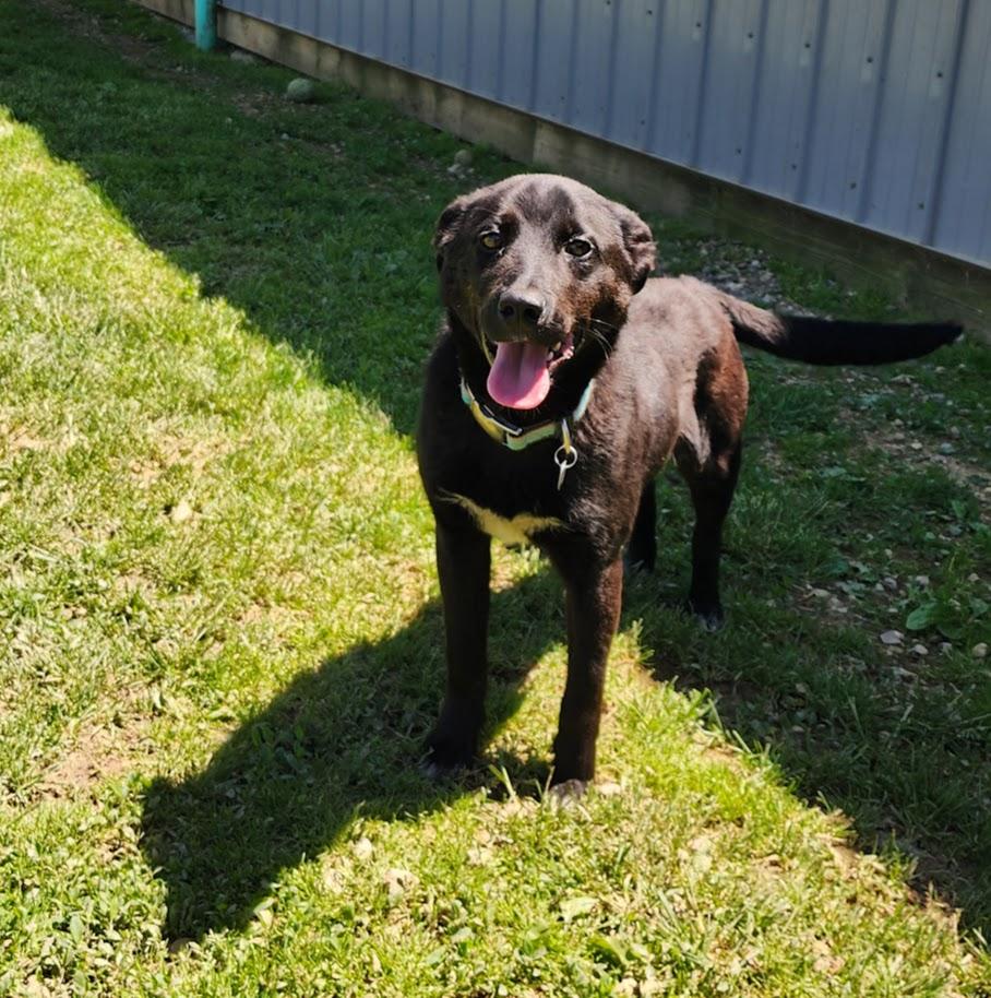 Tonka 113-26, a ADOPTABLE mixed breed in Cambridge, OH image 2/4