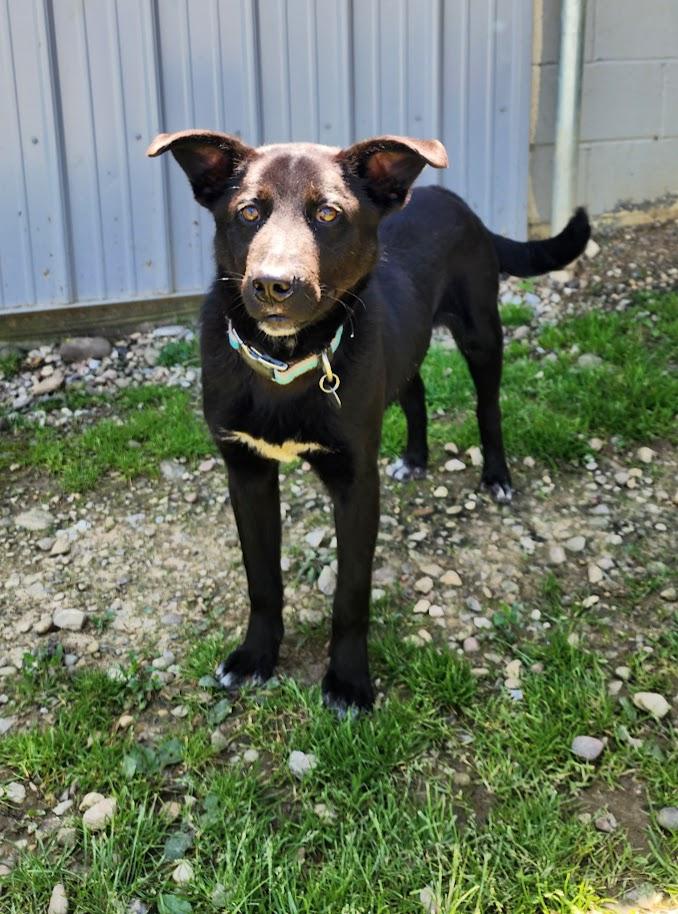 Tonka 113-26, a ADOPTABLE mixed breed in Cambridge, OH image 4/4