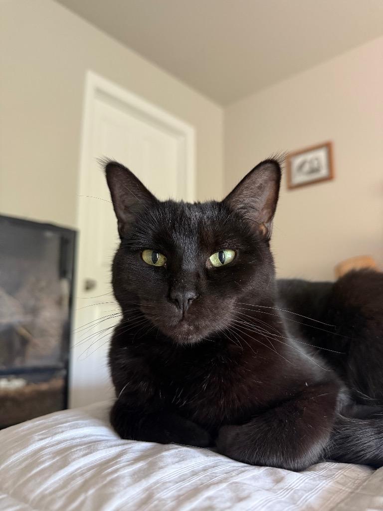 Zenna, Adoptable, Adult Female Domestic Short Hair.