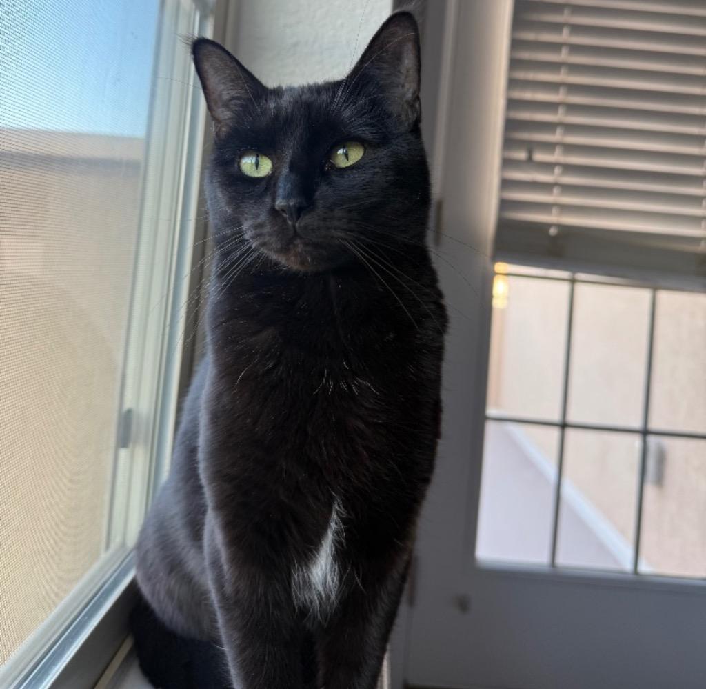 Enlarge Zenna, a Adoptable mixed breed in Fort Lupton, CO image 2/6