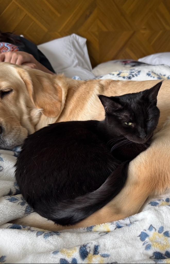 Enlarge Zenna, a Adoptable mixed breed in Fort Lupton, CO image 4/6