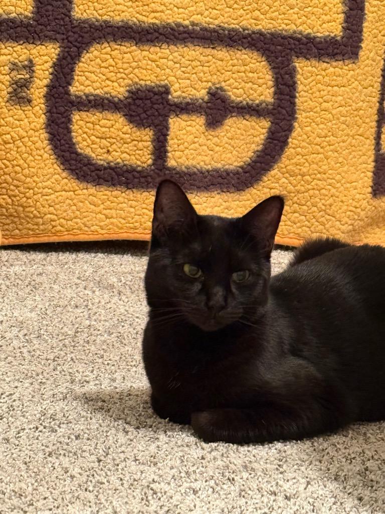 Enlarge Zenna, a Adoptable mixed breed in Fort Lupton, CO image 5/6